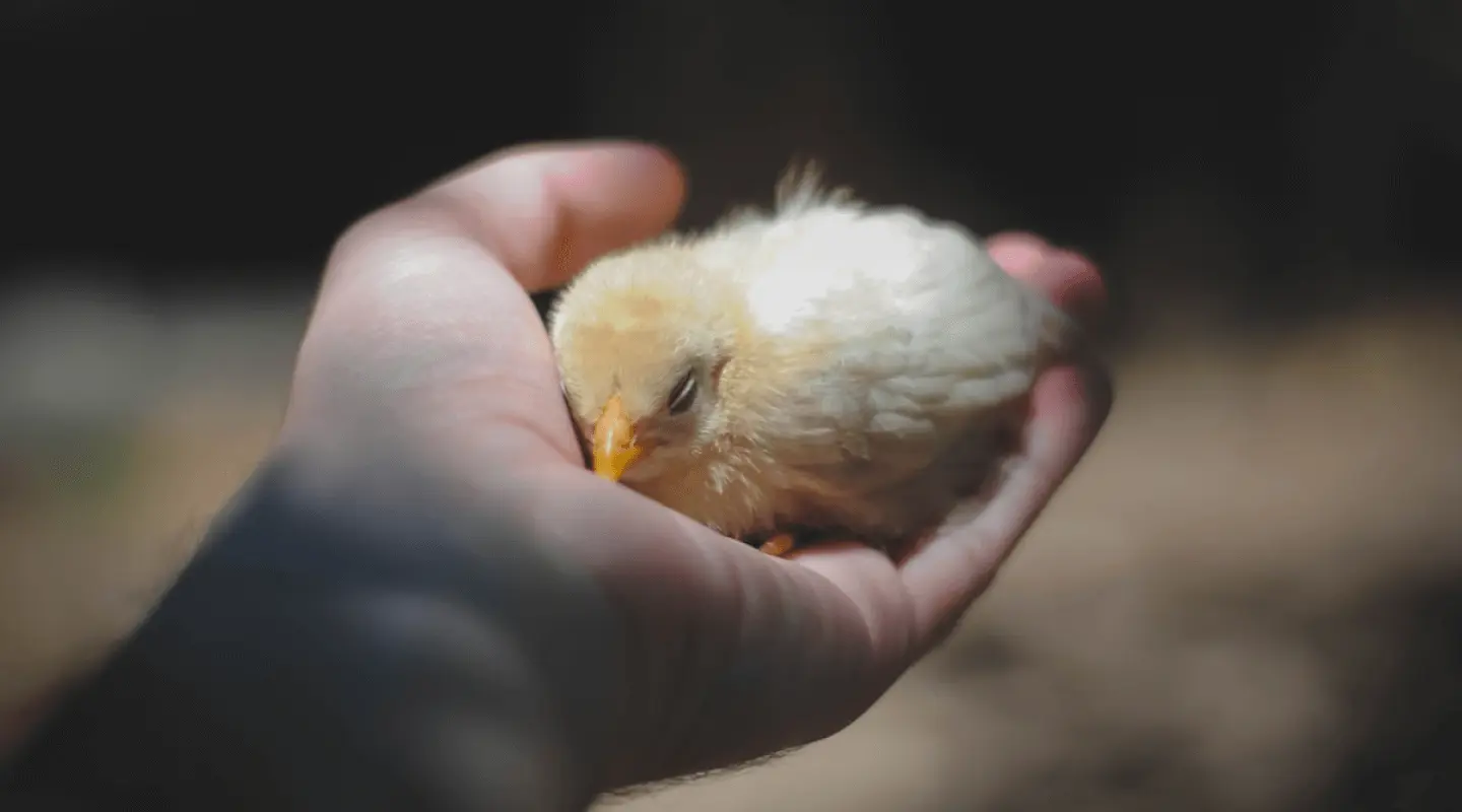 AI-powered technology for early detection of poultry diseases on a farm